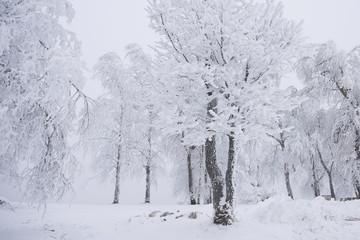 White birch trees in hoarfrost. Russian winter. Ural. Winter landscape with snow covered trees.