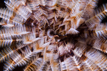 Tubeworm Close-up