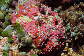 Stonefish perfect camouflaged in the reef