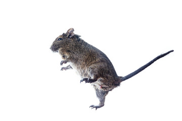 rodent degu flying in the air. isolation on white background