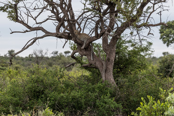Leopard auf einer Safari im Madikwe Wildschutzgebiet