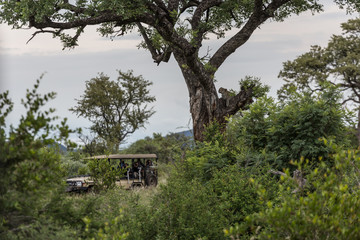 Leopard auf einer Safari im Madikwe Wildschutzgebiet