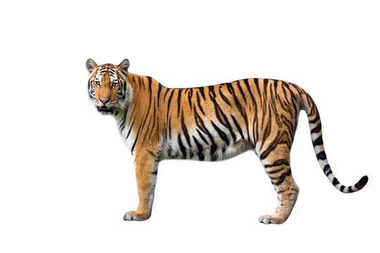 Asian tiger on a white background.