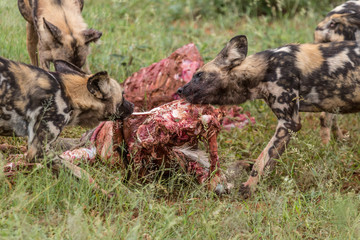 Wildhunde fressen eine Antilope, Südafrika