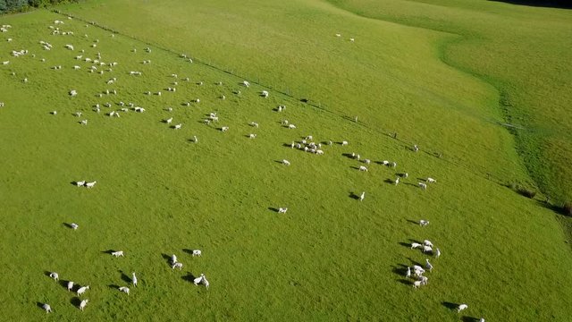 Aerial view of sheep grazing on green meadow in summer of South Island, New Zealand. Livestock farm. 4K video taken from drone.