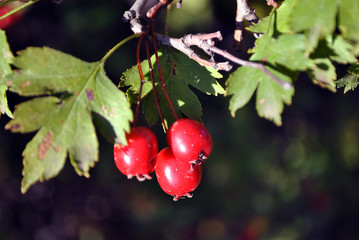 Crataegus (hawthorn, quickthorn, thornapple, May tree, whitethorn, hawberry) red ripe berries on branch with green leaves close up detail, dark blurry background