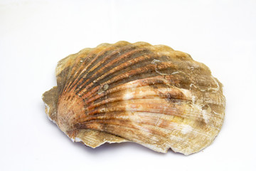 shell