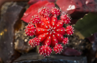 view of the red cactus among the stones, close-up