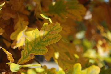 (мин: 5 - макс: 50) autumn leaf maple fall yellow