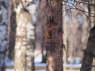 The creeper eats from the trough. The feeder is made of a plastic bottle.