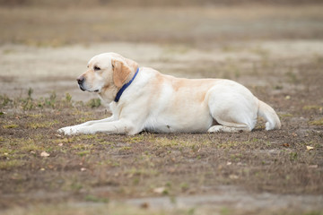 Dog agility slalom, sports competitions of dogs in the summer in