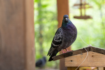 pigeon bird sitting on small wooden house for feeding birds