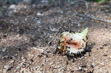 The group of black ants eating the mature fig fruit fell to the ground in forest