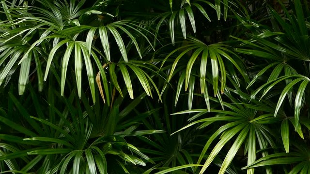 Bright juicy exotic tropical greens in the jungle forest equatorial climate. Background with unusual plant foliage swaying. Natural texture with juicy leaves. Sunlight on the palm leaf.