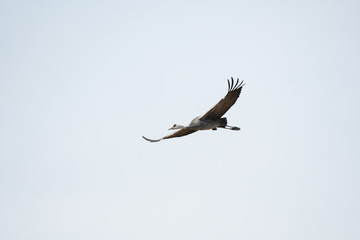 Hooded crane flying in Izumi city, Kagoshima prefecture, Japan.