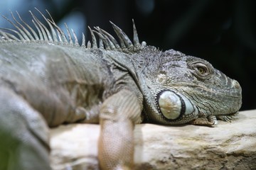 Grüner Leguan