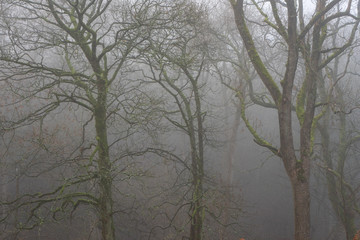 Obraz na płótnie Canvas Misty woodland
