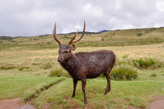 Hirsche im Hortons Plains Nationalpark auf Sri Lanka