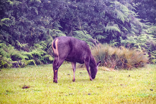 Hirsche im Hortons Plains Nationalpark auf Sri Lanka