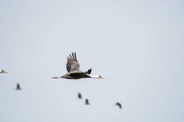 Hooded crane flying in Izumi ciy, Kagoshima prefecture, Japan.