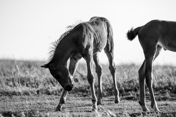 Obraz na płótnie Canvas Playful and energetic young stallion in black and white, member of a herd pasturing free near Buzludzha Peak, Stara Planina mountain, Bulgaria