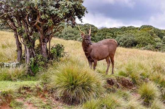 Hirsche im Hortons Plains Nationalpark auf Sri Lanka