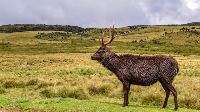 Hirsche im Hortons Plains Nationalpark auf Sri Lanka
