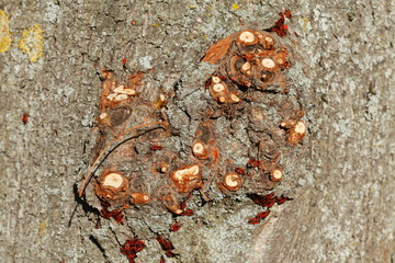 Gemeine Feuerwanzen (Pyrrhocoris apterus)