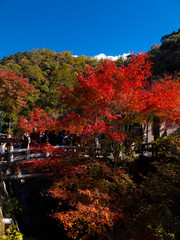 osaka - 25 Nov 2018: Minoh park in autumn with red leaves tree / lake / osaka , japan