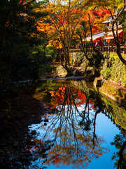 osaka - 25 Nov 2018: Minoh park in autumn with red leaves tree / lake / osaka , japan