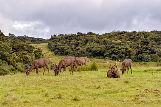 Hirsche im Hortons Plains Nationalpark auf Sri Lanka