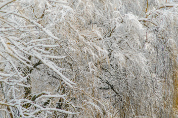 Bare branches without foliage in winter under a thick layer of snow. Winter weather empty blank background