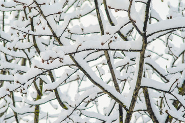 Bare branches without foliage in winter under a thick layer of snow. Winter weather empty blank background