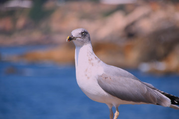 Seagull portrait