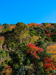 Minoh waterfall in autumn, osaka, japan .