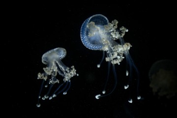Obraz premium white spotted jellyfish (Phyllorhiza punctata) This widespread jellyfish species is found in the Atlantic, Indian and Pacific oceans, jellyfish in aquarium on clear black background 