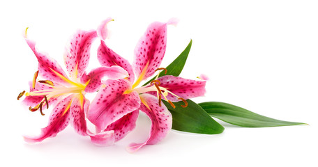 Two pink lilies.