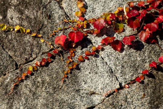 石垣に這う蔦の紅葉が美しい模様をつくる。