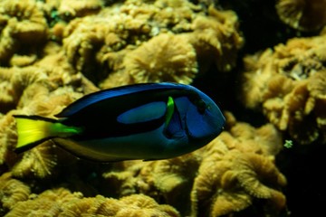 Naklejka na ściany i meble Coral reef fish pacific blue tan paracanthurus hepatus, oral reef fish, Salt water marine fish, beautiful blue fish with yellow tail, tropical corals in background, aquarium, wallpaper