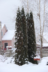 Зима Деревья Тис Снег Бело