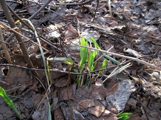 Spring nature, after melting snow, in the middle of April on a sunny day. Excellent illustration of the natural, environmental.