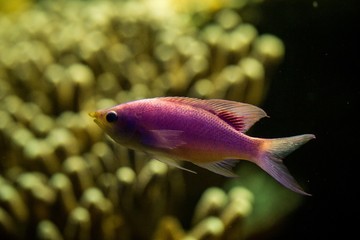 Obraz premium Purple Queen Anthias, Pseudanthias tuka, coral reef fish, Salt water marine fish, beautiful pink and yellow fish with tropical corals in background, aquarium, wallpaper