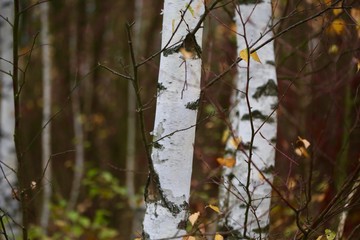 birkenwald im Herbst