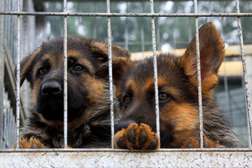 Pet dogs in cage