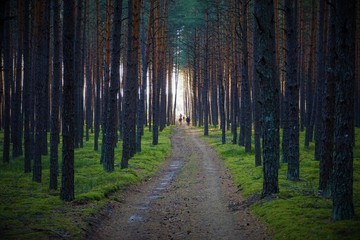 Fototapeta premium Rowerem przez las