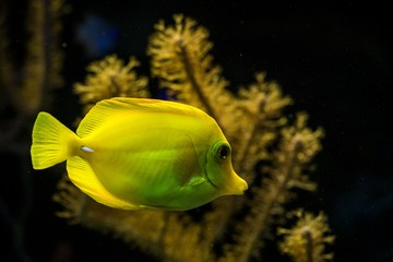 yellow tang (Zebrasoma flavescens), coral reef fish, Salt water marine fish, beautiful yellow fish with tropical corals in background, aquarium, wallpaper