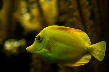yellow tang (Zebrasoma flavescens), coral reef fish, Salt water marine fish, beautiful yellow fish with tropical corals in background, aquarium, wallpaper