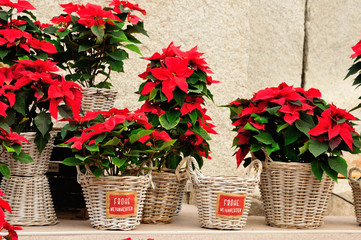 Poinsettia (Euphorbia pulcherrima)