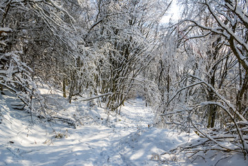 beautiful winter forest in a snow
