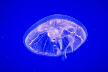 Common Jellyfish (Aurelia aurita) This widespread jellyfish species is found in the Atlantic, Indian and Pacific oceans, jellyfish in aquarium on clear blue background 